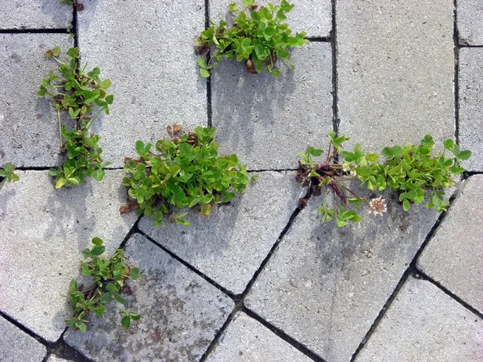 Framed Print : Clover between paving stones Framed Print : Clover between paving stones