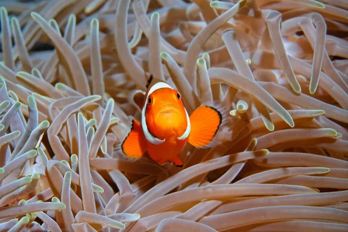 Framed Print : Clown Anemonefish (Amphiprion ocellaris) in host anemone (Heteractis crispa), Kuda, Bali, Indonesia, Pacific Ocean Framed Print : Clown Anemonefish (Amphiprion ocellaris) in host anemone (Heteractis crispa), Kuda, Bali, Indonesia, Pacific Ocean