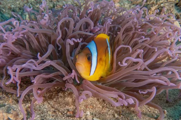 Framed Print : Clown-fish anemonefish in the Red Sea Colorful and beautiful, Eilat Israel Framed Print : Clown-fish anemonefish in the Red Sea Colorful and beautiful, Eilat Israel
