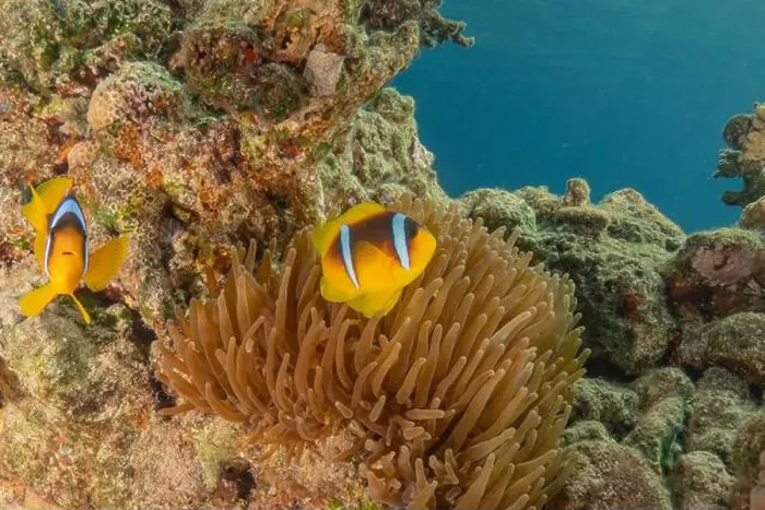Framed Print : Clown-fish anemonefish in the Red Sea Colorful and beautiful, Eilat Israel Framed Print : Clown-fish anemonefish in the Red Sea Colorful and beautiful, Eilat Israel