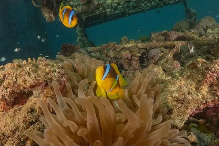 Framed Print : Clown-fish anemonefish in the Red Sea Colorful and beautiful, Eilat Israel Framed Print : Clown-fish anemonefish in the Red Sea Colorful and beautiful, Eilat Israel