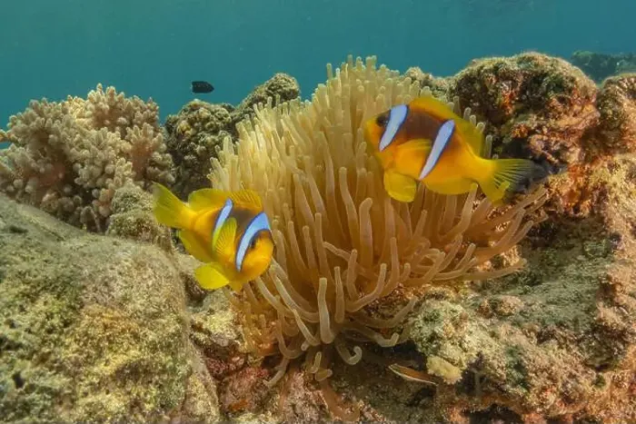 Framed Print : Clown-fish anemonefish in the Red Sea Colorful and beautiful, Eilat Israel Framed Print : Clown-fish anemonefish in the Red Sea Colorful and beautiful, Eilat Israel