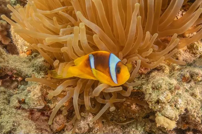 Framed Print : Clown-fish anemonefish in the Red Sea Colorful and beautiful, Eilat Israel Framed Print : Clown-fish anemonefish in the Red Sea Colorful and beautiful, Eilat Israel