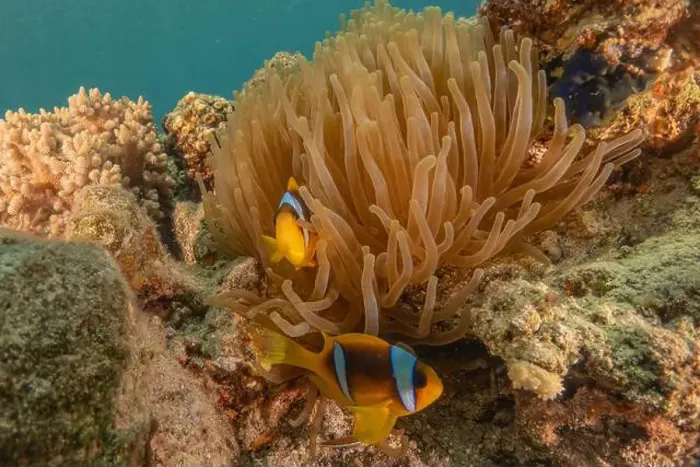 Framed Print : Clown-fish anemonefish in the Red Sea Colorful and beautiful, Eilat Israel Framed Print : Clown-fish anemonefish in the Red Sea Colorful and beautiful, Eilat Israel
