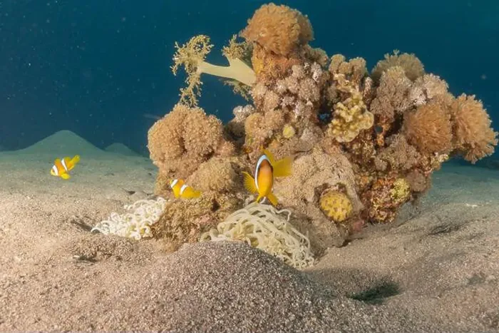 Framed Print : Clown-fish anemonefish in the Red Sea Colorful and beautiful, Eilat Israel Framed Print : Clown-fish anemonefish in the Red Sea Colorful and beautiful, Eilat Israel