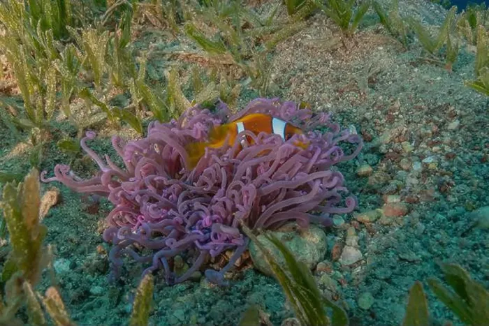 Framed Print : Clown-fish anemonefish in the Red Sea Colorful and beautiful, Eilat Israel Framed Print : Clown-fish anemonefish in the Red Sea Colorful and beautiful, Eilat Israel