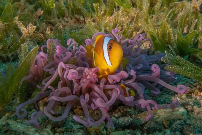 Framed Print : Clown-fish anemonefish in the Red Sea Colorful and beautiful, Eilat Israel Framed Print : Clown-fish anemonefish in the Red Sea Colorful and beautiful, Eilat Israel