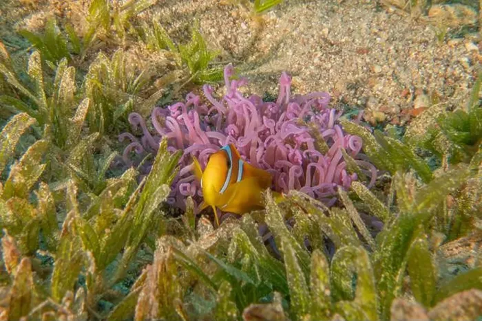 Framed Print : Clown-fish anemonefish in the Red Sea Colorful and beautiful, Eilat Israel Framed Print : Clown-fish anemonefish in the Red Sea Colorful and beautiful, Eilat Israel