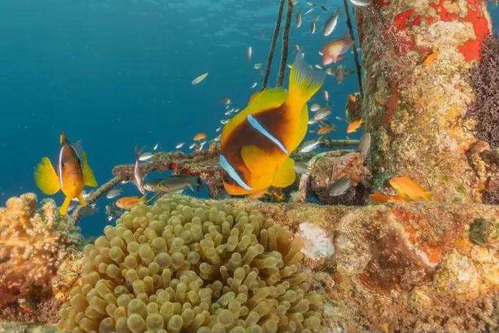 Framed Print : Clown-fish anemonefish in the Red Sea Colorful and beautiful, Eilat Israel Framed Print : Clown-fish anemonefish in the Red Sea Colorful and beautiful, Eilat Israel