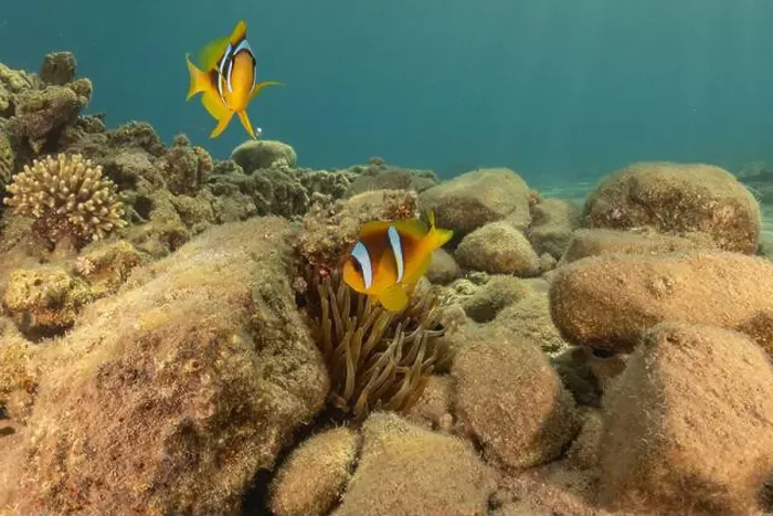 Framed Print : Clown-fish anemonefish in the Red Sea Colorful and beautiful, Eilat Israel