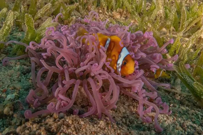 Framed Print : Clown-fish anemonefish in the Red Sea Colorful and beautiful, Eilat Israel Framed Print : Clown-fish anemonefish in the Red Sea Colorful and beautiful, Eilat Israel