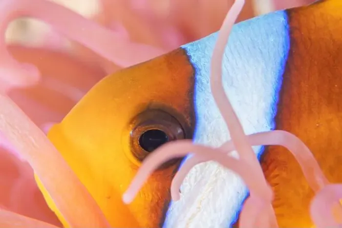 Framed Print : Clown-fish anemonefish in the Red Sea Colorful and beautiful, Eilat Israel Framed Print : Clown-fish anemonefish in the Red Sea Colorful and beautiful, Eilat Israel
