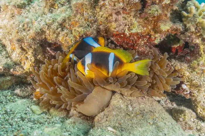 Framed Print : Clown-fish anemonefish in the Red Sea Colorful and beautiful, Eilat Israel Framed Print : Clown-fish anemonefish in the Red Sea Colorful and beautiful, Eilat Israel