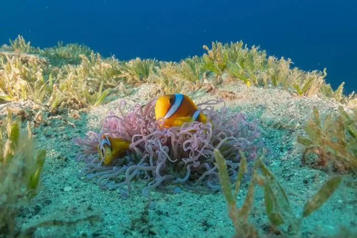 Framed Print : Clown-fish anemonefish in the Red Sea Colorful and beautiful, Eilat Israel Framed Print : Clown-fish anemonefish in the Red Sea Colorful and beautiful, Eilat Israel