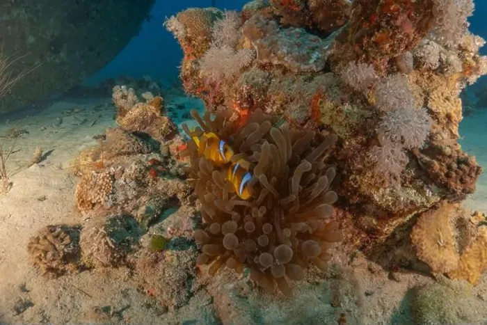 Framed Print : Clown-fish anemonefish in the Red Sea Colorful and beautiful, Eilat Israel Framed Print : Clown-fish anemonefish in the Red Sea Colorful and beautiful, Eilat Israel
