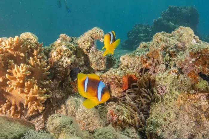 Framed Print : Clown-fish anemonefish in the Red Sea Colorful and beautiful, Eilat Israel Framed Print : Clown-fish anemonefish in the Red Sea Colorful and beautiful, Eilat Israel