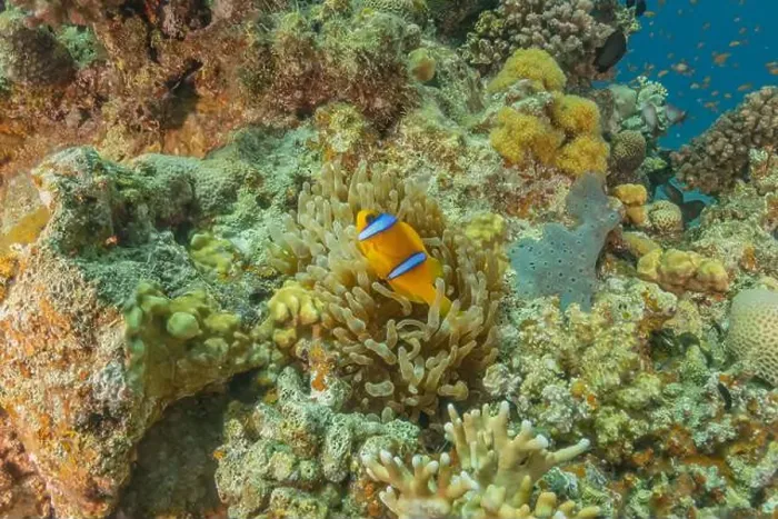 Framed Print : Clown-fish anemonefish in the Red Sea Colorful and beautiful, Eilat Israel Framed Print : Clown-fish anemonefish in the Red Sea Colorful and beautiful, Eilat Israel