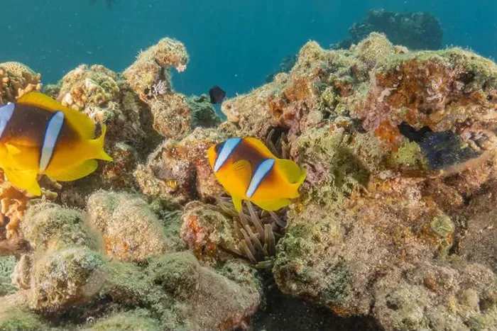 Framed Print : Clown-fish anemonefish in the Red Sea Colorful and beautiful, Eilat Israel Framed Print : Clown-fish anemonefish in the Red Sea Colorful and beautiful, Eilat Israel