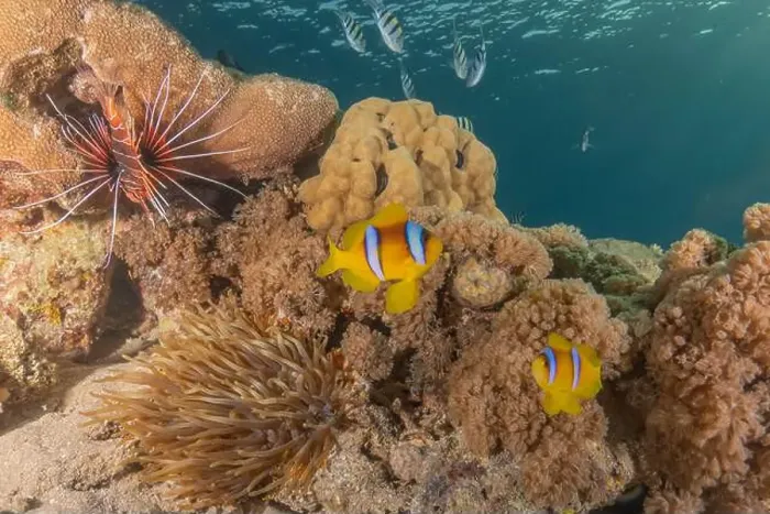 Framed Print : Clown-fish anemonefish in the Red Sea Colorful and beautiful, Eilat Israel Framed Print : Clown-fish anemonefish in the Red Sea Colorful and beautiful, Eilat Israel