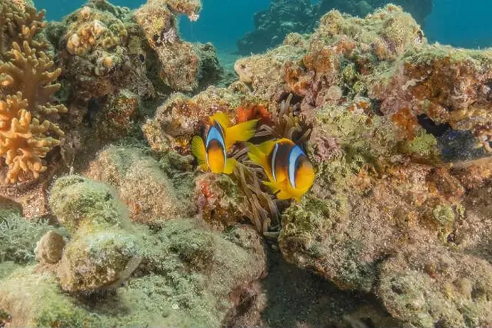 Framed Print : Clown-fish anemonefish in the Red Sea Colorful and beautiful, Eilat Israel Framed Print : Clown-fish anemonefish in the Red Sea Colorful and beautiful, Eilat Israel