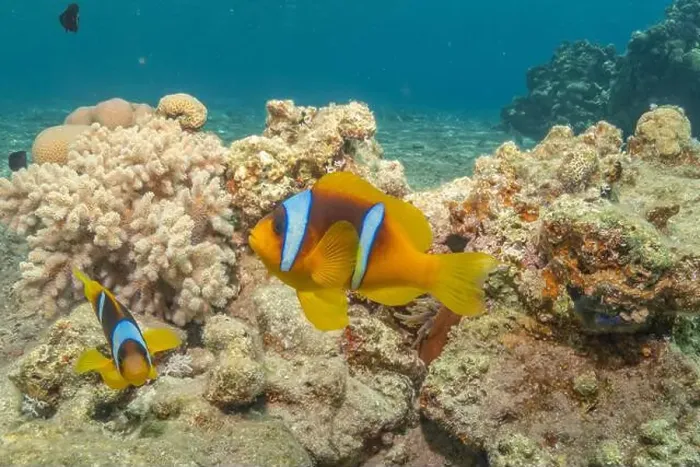 Framed Print : Clown-fish in the Red Sea Colorful and beautiful, Eilat Israel Framed Print : Clown-fish in the Red Sea Colorful and beautiful, Eilat Israel
