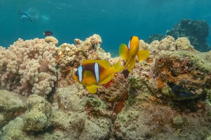 Framed Print : Clown-fish in the Red Sea Colorful and beautiful, Eilat Israel
