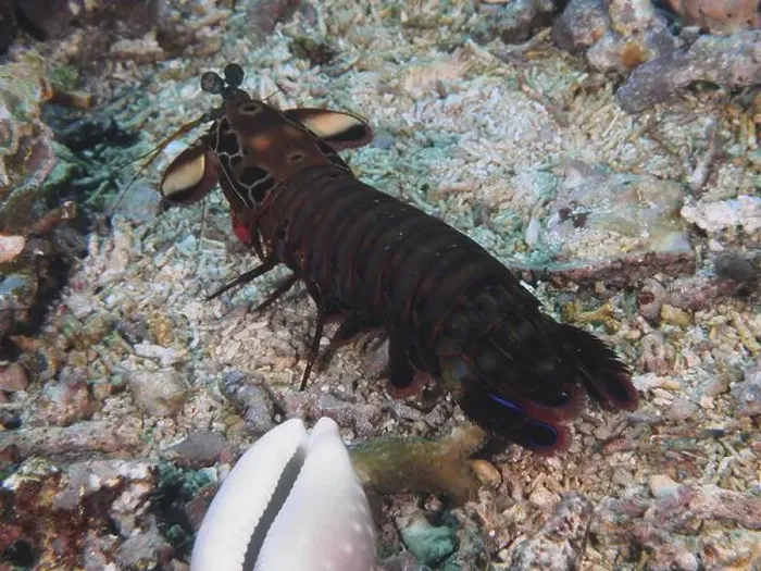 Framed Print : Clown mantis shrimp (Odontodactylus scyllarus) on a sandy seabed with corals Framed Print : Clown mantis shrimp (Odontodactylus scyllarus) on a sandy seabed with corals