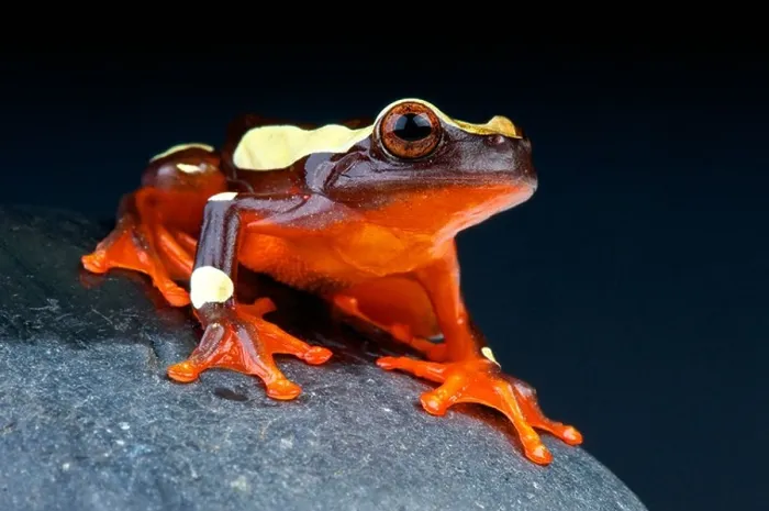 Framed Print : Clown tree frog / Dendropsophus leucophyllatus Framed Print : Clown tree frog / Dendropsophus leucophyllatus