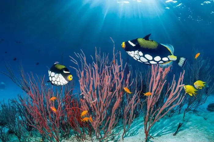 Framed Print : Clown triggerfish [Balistoides conspicillum] swimming over coral reef with gorgonian corals. Andaman Sea, Thailand