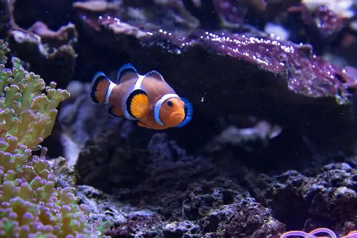 Framed Print : A clownfish (Amphiprion Ocellaris) swimming in a fish tank Framed Print : A clownfish (Amphiprion Ocellaris) swimming in a fish tank