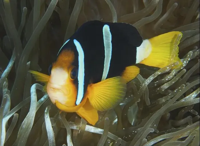 Framed Print : A clownfish of black and orange colour Framed Print : A clownfish of black and orange colour