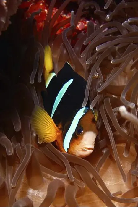 Framed Print : A clownfish, Clark's anemonefish (Amphiprion clarkii) Framed Print : A clownfish, Clark's anemonefish (Amphiprion clarkii)