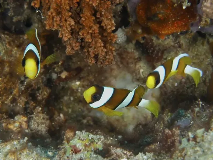 Framed Print : Three clownfish, Clark's anemonefish (Amphiprion clarkii) juvenile Framed Print : Three clownfish, Clark's anemonefish (Amphiprion clarkii) juvenile
