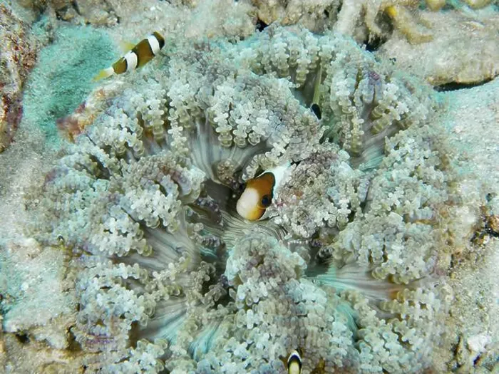 Framed Print : Clownfish in glass bead anemone (Heteractis aurora) on sandy seabed Framed Print : Clownfish in glass bead anemone (Heteractis aurora) on sandy seabed