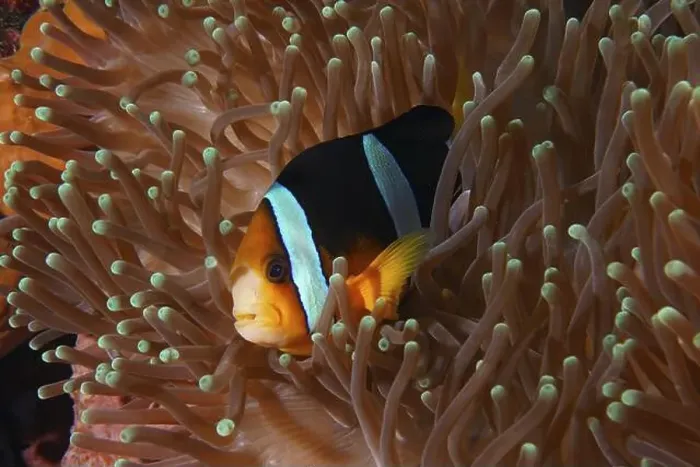 Framed Print : A clownfish with vivid colours Framed Print : A clownfish with vivid colours