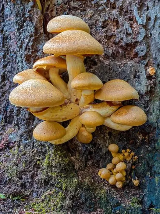 Framed Print : A cluster of wild hypholoma capnoides mushrooms is growing on a tree trunk in central Washington, USA Framed Print : A cluster of wild hypholoma capnoides mushrooms is growing on a tree trunk in central Washington, USA