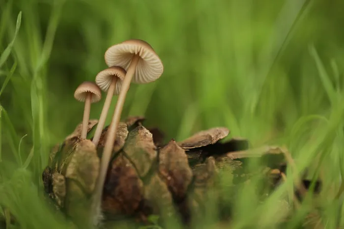 Framed Print : Clustered Pine Cone Bonnet mushrooms (Mycena seynii) growing by a fallen pinecone Framed Print : Clustered Pine Cone Bonnet mushrooms (Mycena seynii) growing by a fallen pinecone