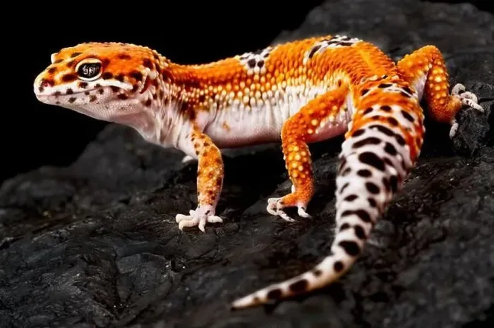 Framed Print : ©Matthijs Kuijpers - REPTILES4ALL Framed Print : ©Matthijs Kuijpers - REPTILES4ALL