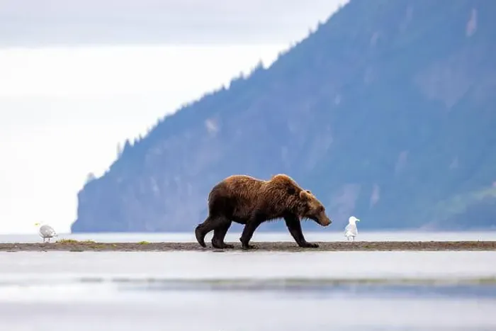 Framed Print : Coastal Brown Bear - Brown Bear Bay, Chinitna Bay, near Lake Clark National Park and Preserve, Alaska Framed Print : Coastal Brown Bear - Brown Bear Bay, Chinitna Bay, near Lake Clark National Park and Preserve, Alaska