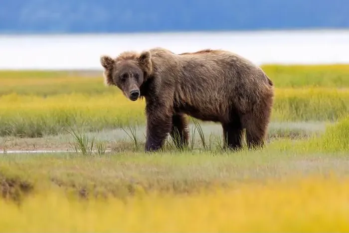 Framed Print : Coastal Brown Bear - Brown Bear Bay, Chinitna Bay, near Lake Clark National Park and Preserve, Alaska Framed Print : Coastal Brown Bear - Brown Bear Bay, Chinitna Bay, near Lake Clark National Park and Preserve, Alaska