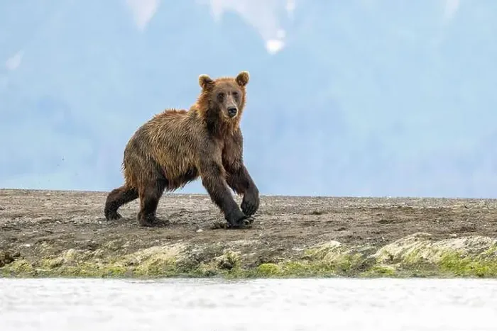 Framed Print : Coastal Brown Bear - Brown Bear Bay, Chinitna Bay, near Lake Clark National Park and Preserve, Alaska Framed Print : Coastal Brown Bear - Brown Bear Bay, Chinitna Bay, near Lake Clark National Park and Preserve, Alaska