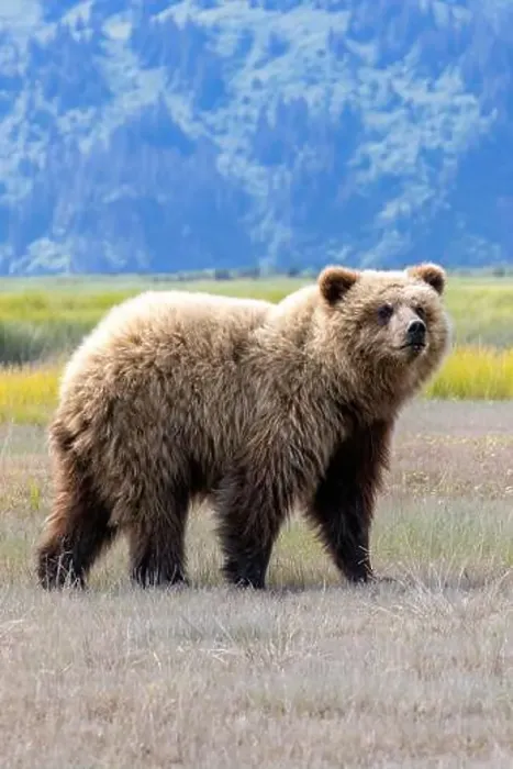 Framed Print : Coastal Brown Bear - Brown Bear Bay, Chinitna Bay, near Lake Clark National Park and Preserve, Alaska Framed Print : Coastal Brown Bear - Brown Bear Bay, Chinitna Bay, near Lake Clark National Park and Preserve, Alaska