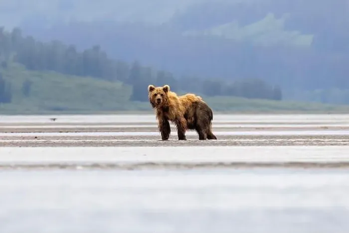 Framed Print : Coastal Brown Bear - Brown Bear Bay, Chinitna Bay, near Lake Clark National Park and Preserve, Alaska Framed Print : Coastal Brown Bear - Brown Bear Bay, Chinitna Bay, near Lake Clark National Park and Preserve, Alaska