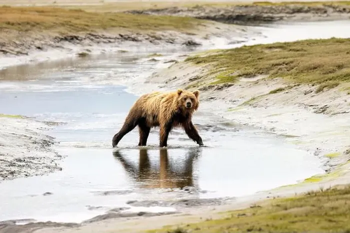 Framed Print : Coastal Brown Bear crossing river - Brown Bear Bay, Chinitna Bay, near Lake Clark National Park and Preserve, Alaska Framed Print : Coastal Brown Bear crossing river - Brown Bear Bay, Chinitna Bay, near Lake Clark National Park and Preserve, Alaska