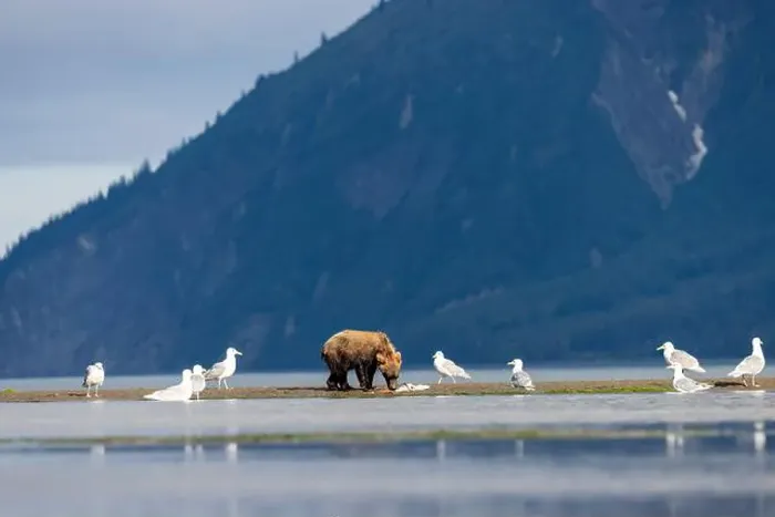 Framed Print : Coastal Brown Bear feeding on salmon - Brown Bear Bay, Chinitna Bay, near Lake Clark National Park and Preserve, Alaska Framed Print : Coastal Brown Bear feeding on salmon - Brown Bear Bay, Chinitna Bay, near Lake Clark National Park and Preserve, Alaska