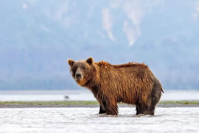 Framed Print : Coastal Brown Bear fishing - Brown Bear Bay, Chinitna Bay, near Lake Clark National Park and Preserve, Alaska Framed Print : Coastal Brown Bear fishing - Brown Bear Bay, Chinitna Bay, near Lake Clark National Park and Preserve, Alaska