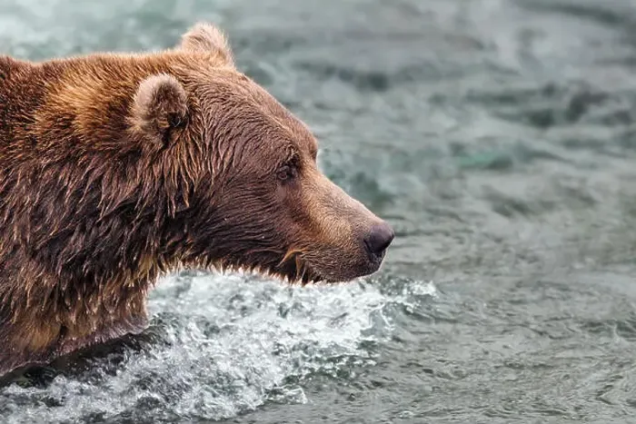 Framed Print : Coastal Brown Bear Fishing For Salmon
