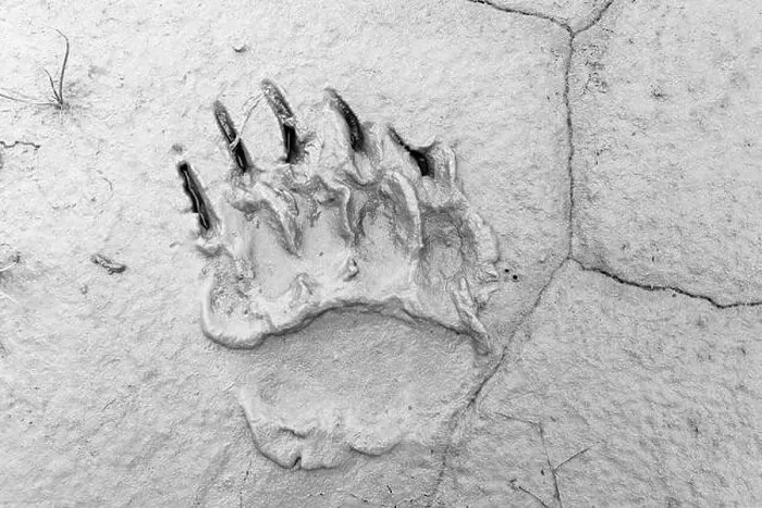 Framed Print : Coastal Brown Bear footprint in mud - Brown Bear Bay, Chinitna Bay, near Lake Clark National Park and Preserve, Alaska
