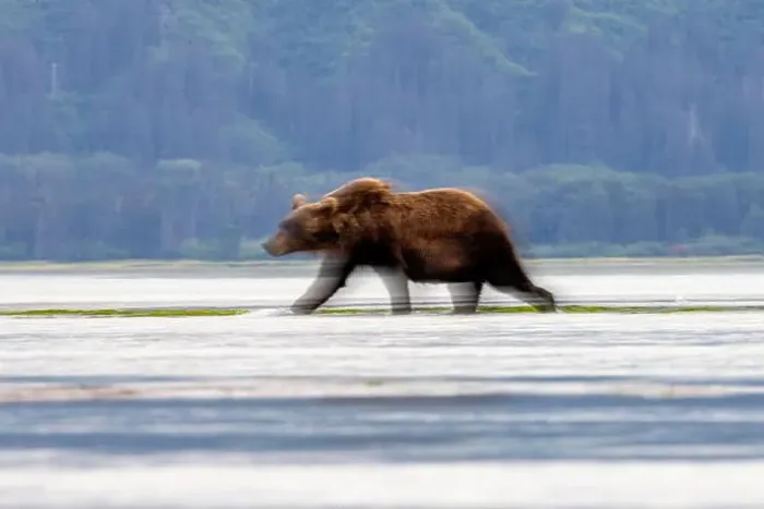 Framed Print : Coastal Brown Bear intentional motion blur - Brown Bear Bay Framed Print : Coastal Brown Bear intentional motion blur - Brown Bear Bay