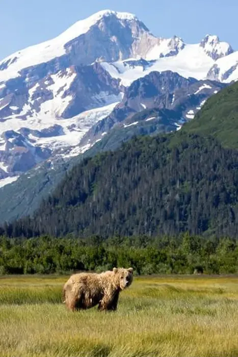 Framed Print : Coastal Brown Bear with Mount Iliamna in the background - Brown Bear Bay